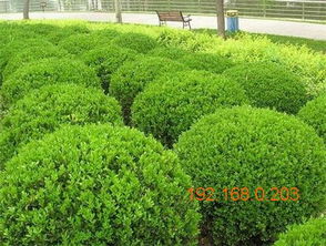青州大叶黄杨球基地 易种植的绿化苗木出售,青州大叶黄杨球基地 易种植的绿化苗木出售生产厂家,青州大叶黄杨球基地 易种植的绿化苗木出售价格