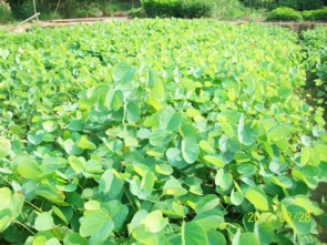 中山红花紫荆 红花紫荆袋苗 红花紫荆地苗