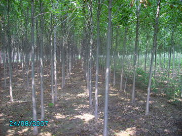 供应6公分的白蜡 绿天使苗木基地供应信息 乔灌木供应