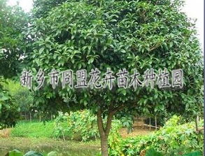 新乡花卉苗木 绿化苗木 同盟花卉新乡苗木种植基地